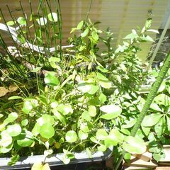 メダカ水槽・メダカ・水草一式の画像