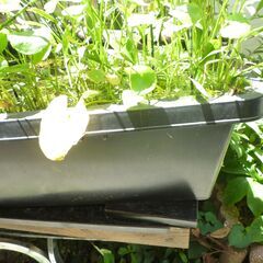 メダカ水槽・メダカ・水草一式の画像