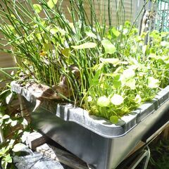 メダカ水槽・メダカ・水草一式の画像
