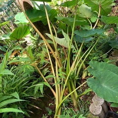 里芋1株あげますの画像