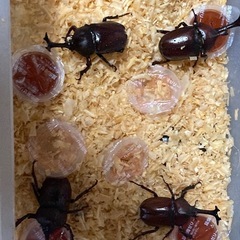 採集したカブトムシ・ノコギリクワガタを無理にて差し上げます　[2]の画像