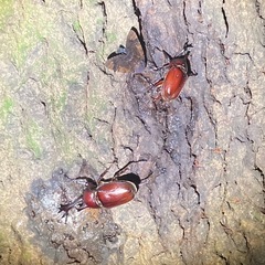 採集したカブトムシ・ノコギリクワガタを無理にて差し上げます　[2]の画像