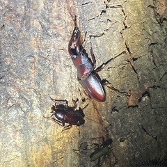 採集したカブトムシ・ノコギリクワガタを無理にて差し上げます　[2]の画像