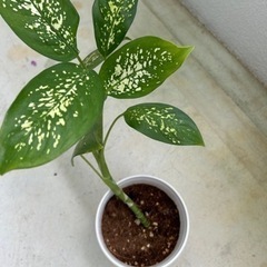 ♦️植物🌿.∘♦️の画像