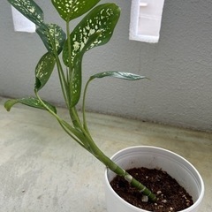 ♦️植物🌿.∘♦️の画像