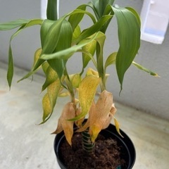 ♦️植物🌿.∘♦️の画像