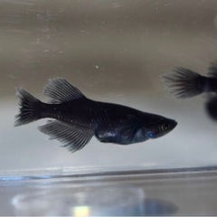 吽形 有精卵20個 メダカ めだかの画像