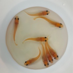 【めだか】 楊貴妃パンダ　幼魚　10匹