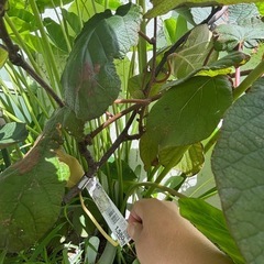 キウイ成長株ごと の画像