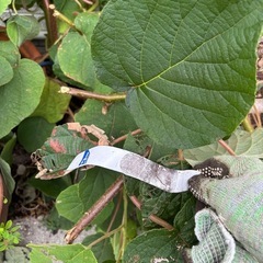 キウイ成長株ごと の画像