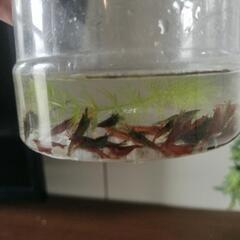 水槽、エビの画像