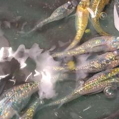 🉐メダカ アポロ 12匹の画像