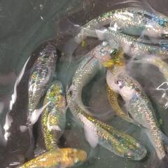 🉐メダカ アポロ 12匹の画像