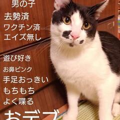 もちヒゲ君
