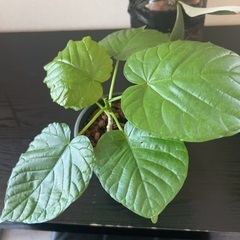観葉植物 3種 セットの画像