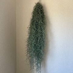 観葉植物 3種 セットの画像