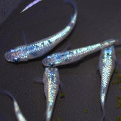 高級メダカ 針子以上〜稚魚 ランダム10匹＋aの画像