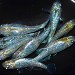 高級メダカ 針子以上〜稚魚 ランダム20匹＋aの画像