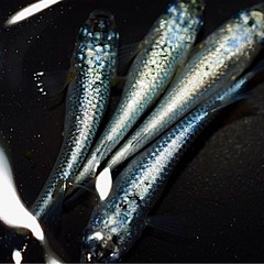 高級メダカ 針子以上〜稚魚 ランダム20匹＋aの画像