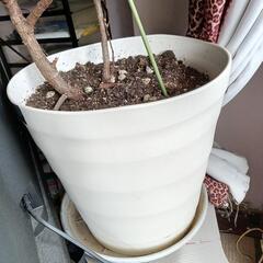 🌴🌴ゴムの木(🇮🇳インド産)21年育てあげた…🌴🌴7月中には処分したいので…の画像