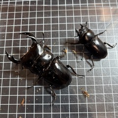 ブータン&ミャンマーアンタエウス各１ペア　➕おまけの画像