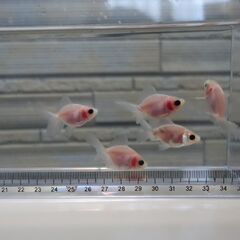 金魚　東錦　5匹の画像