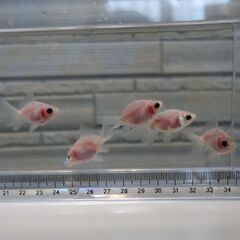 金魚　東錦　5匹の画像