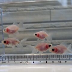 金魚　東錦　5匹の画像