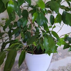 観葉植物の画像