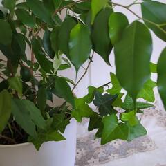 観葉植物の画像