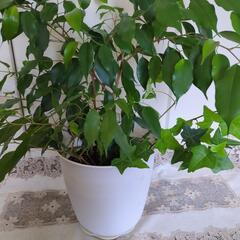 観葉植物の画像