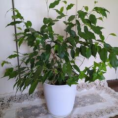 観葉植物の画像