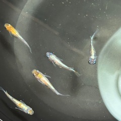 【決まりました】三色ラメ体外光めだか10匹の画像