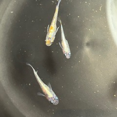 【決まりました】三色ラメ体外光めだか10匹の画像