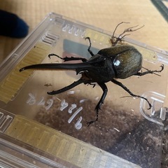 ヘラクレスヘラクレス（ペア）の画像