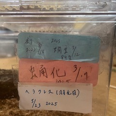 ヘラクレスヘラクレス（ペア）の画像