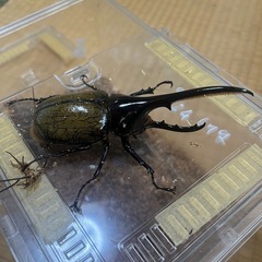ヘラクレスヘラクレス（ペア）の画像