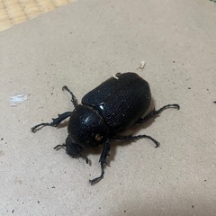 ヘラクレスヘラクレス（ペア）の画像