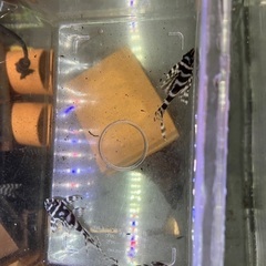 商談中です！！　熱帯魚　キンペコ　3匹セットの画像
