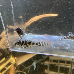 商談中です！！　熱帯魚　キンペコ　3匹セットの画像