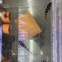商談中です！！　熱帯魚　キンペコ　3匹セットの画像