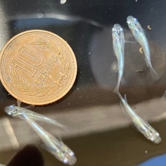 【メダカ】幹之　若魚サイズ12匹　　1000円　おまけ付き の画像
