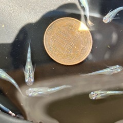 【メダカ】幹之　若魚サイズ12匹　　1000円　おまけ付き の画像