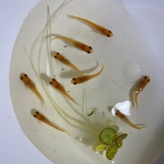 【めだか】 楊貴妃パンダ　幼魚　10匹の画像