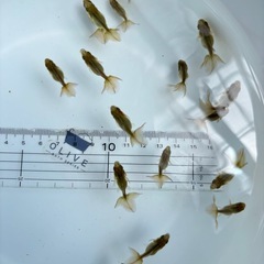 金魚 ★土佐錦 当歳★ ☆写真全部(18匹) 500円☆  1セットのみの画像