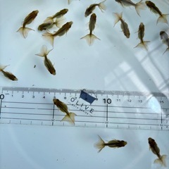 金魚 ★土佐錦 当歳★ ☆写真全部(18匹) 500円☆  1セットのみの画像