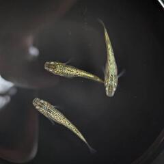 メダカ　めだか　春産まれの若魚　金平糖GOLD　ワンペアの画像