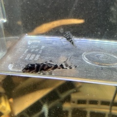 商談中です！！　熱帯魚　キンペコ　3匹セットです！の画像