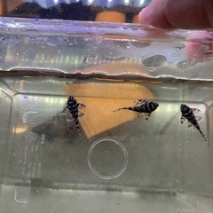 商談中です！！　熱帯魚　キンペコ　3匹セットです！の画像