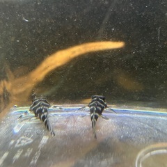 商談中です！！　熱帯魚　キンペコ　3匹セットです！の画像